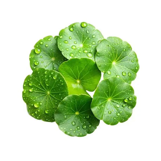 Centella Asiatica Benefits 🌿 Why It’s the Ultimate Skin Barrier Repair Ingredient