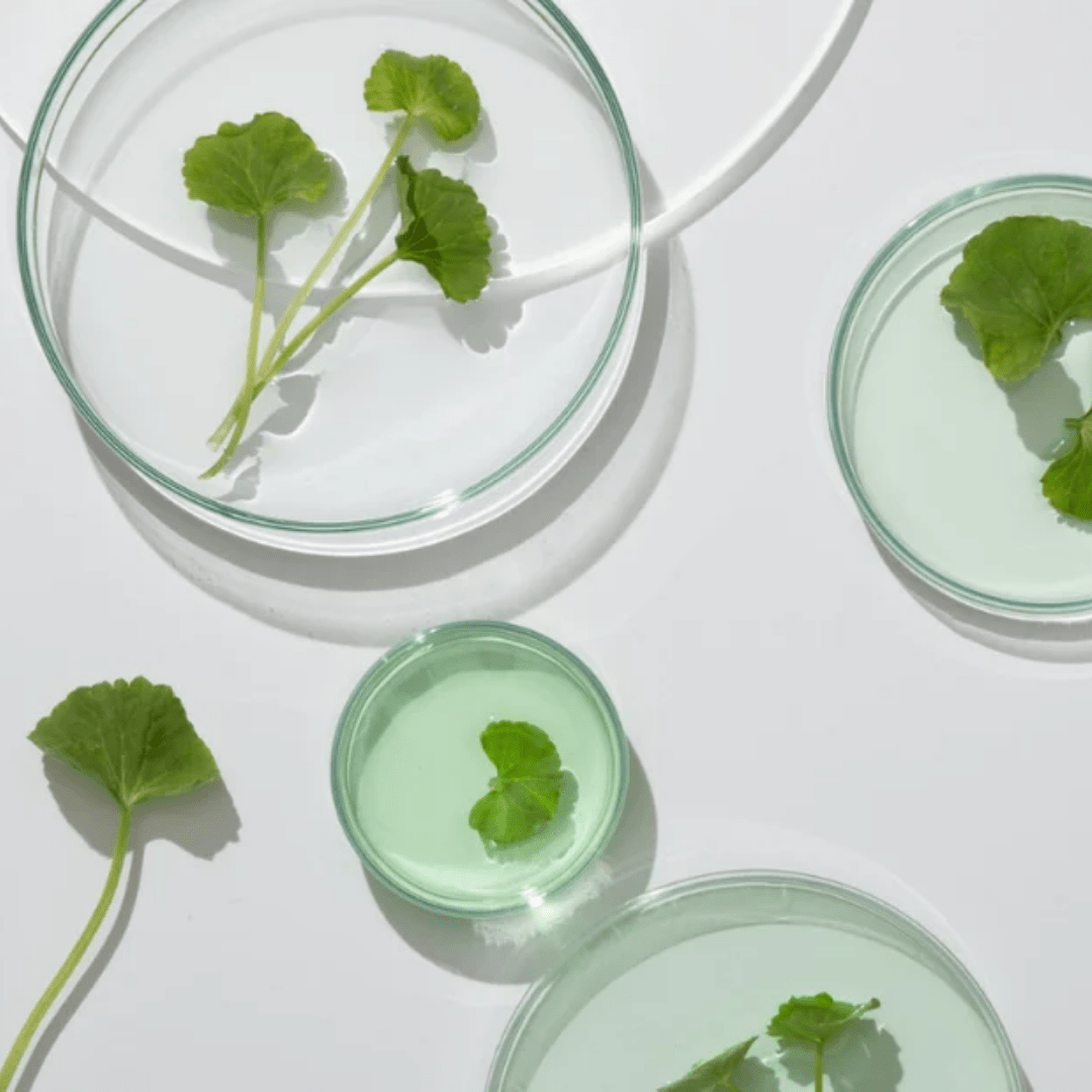 Top 10 Korean Beauty Ingredients and Their Benefits - AU Beauty Bazaar
